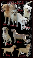 A collage of our yellow labradors
