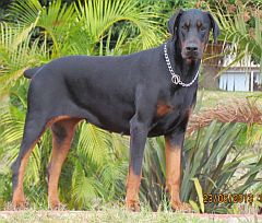 Dobermann with fierce expression