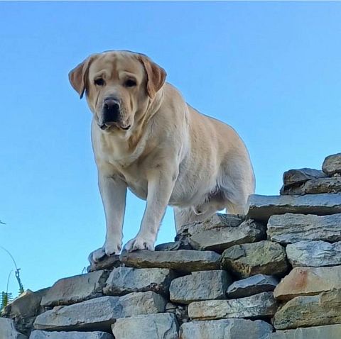 Yellow Labrador standing on a wall.