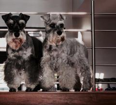 Two of our dogs in their new home