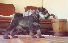 Puppy standing up