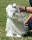 A beautifully groomed maltese but the wind ruffles the hair