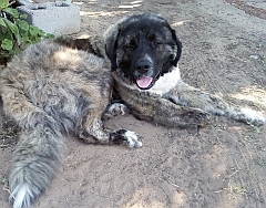 Caucasian shepherd lying down
