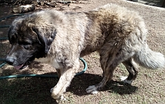 Caucasian shepherd dogs have thick coats