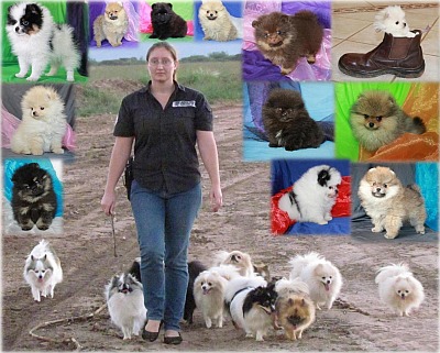 Adele and her doggy family