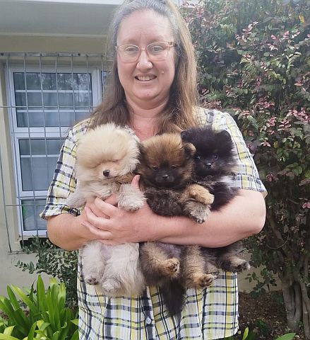 Dog breeder with an armful of fluffy toypom puppies.