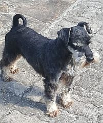 Miniature schnauzer on guard!