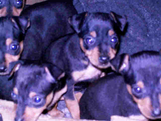 Litter of miniature pinscher puppies being held. Few weeks old.