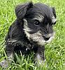 Little miniature schnauzer puppy, salt & pepper.