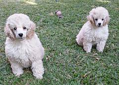 White miniature poodle puppies