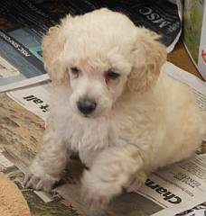 White curly miniature poodle puppy