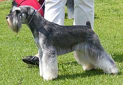Beautifully groomed miniature schnauzer in the show ring