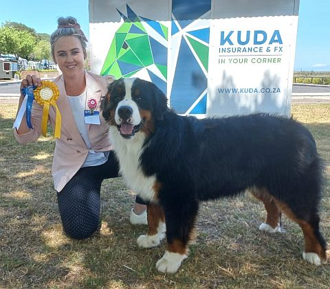 Bernese Mountain Dog winning rosette at a dog show.