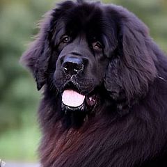 Black Newfoundland dog's face