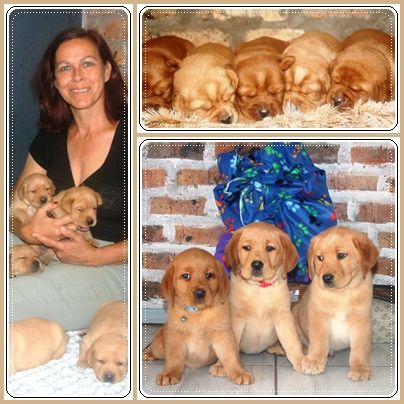 Collage of reddish Labrador puppies.