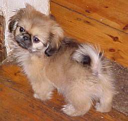 Sweet little Pekingese puppy.