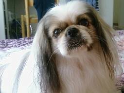 Close up of a Pekingese's prominent eyes