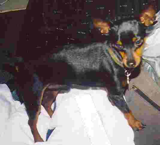 a tiny min pin
