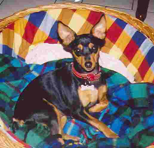 Minpin or miniature pinscher, a small, compact dog.