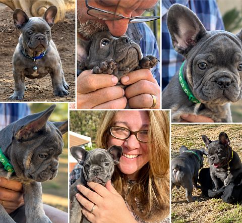 French bulldog puppie