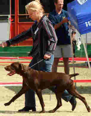 pointer in the showring