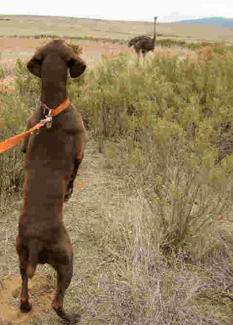 pointer on hind legs gazing at ostrich