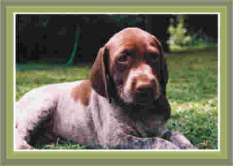 Pointer puppy with liver colouring