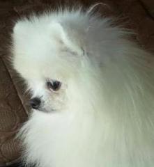 A white toypom male