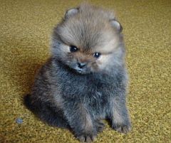Tiny sable puppy