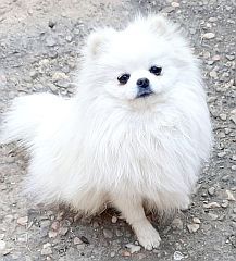 The black nose & eyes stand out against the white fur.