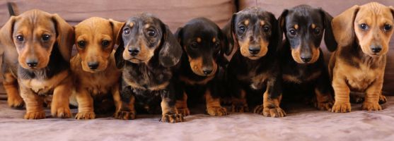 7 dachshunds in a row