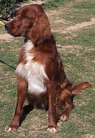 Setter, red with white chest and paws