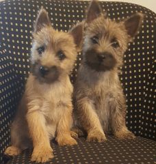 Two young Cairn terriers on the couch.