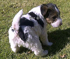 A plump fox terrier puppy