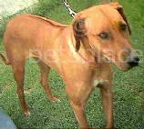 dog with a clear ridge along the back