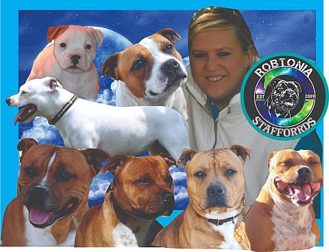 Collage of our staffies & a puppy.