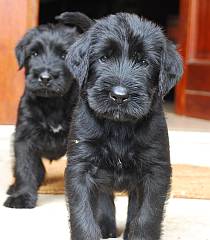 Two alert black giant schnauzer puppies