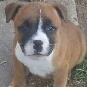 Tan and white staffy puppy