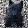 Black Scottish terrier puppy