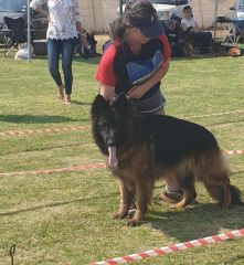 German shepherd in the show ring