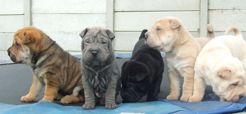 Litter of shar pei puppies each a different colour - black, blue, cream & brown