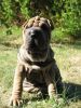 shar pei with  wrinkles
