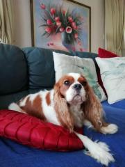 Dogs love to be on the couch