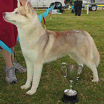 champion siberian husky with cups
