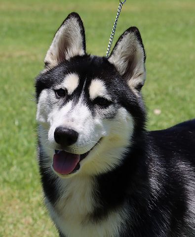Dark-coated husky