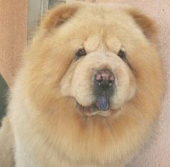 cream chow