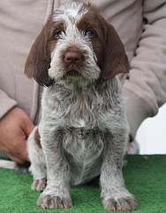 A spinoni puppy