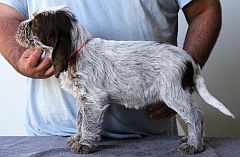 Spinone puppy standing on table
