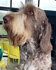 A spinoni face