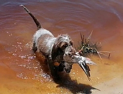 A spinoni retrieving a bird from the water.